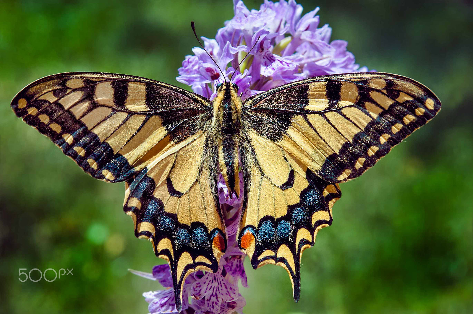 Nikon AF-S Micro-Nikkor 60mm F2.8G ED sample photo. Butterfly photography