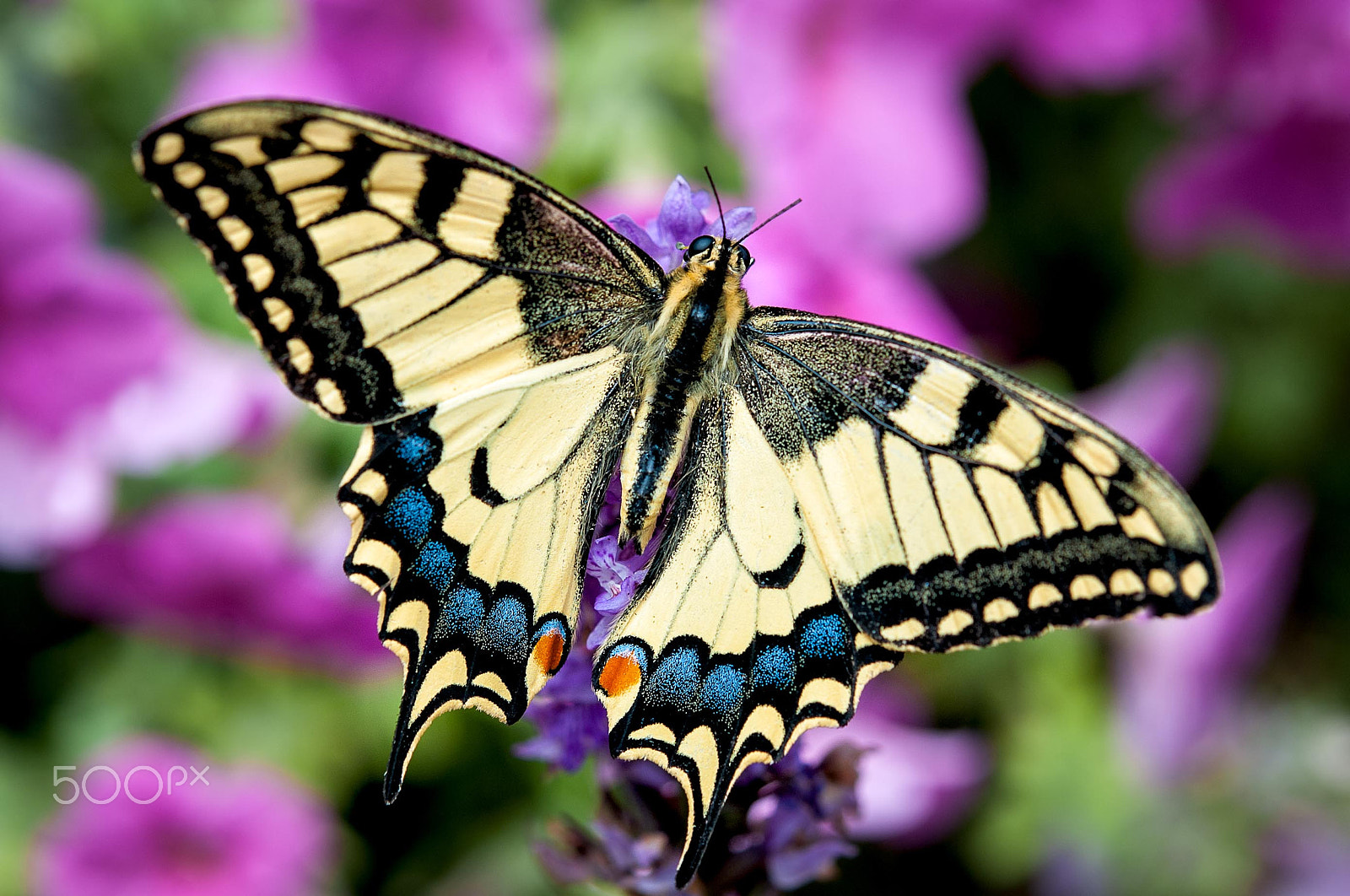 Nikon D3 + Nikon AF-S Micro-Nikkor 60mm F2.8G ED sample photo. Butterfly photography