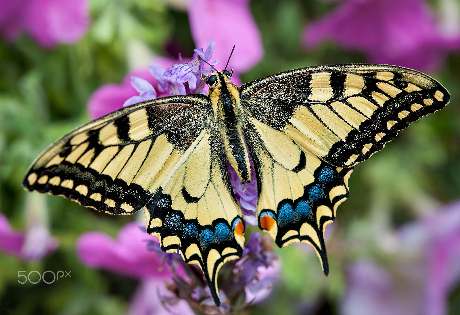 Nikon AF-S Micro-Nikkor 60mm F2.8G ED sample photo. Butterfly photography