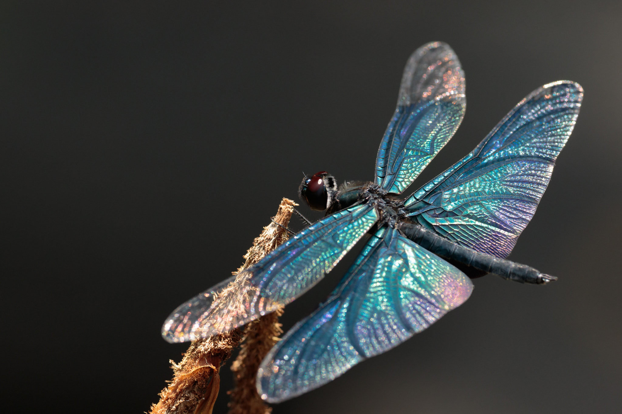 Sigma APO Macro 180mm F2.8 EX DG OS HSM sample photo. Rhyothemis fuliginosa photography