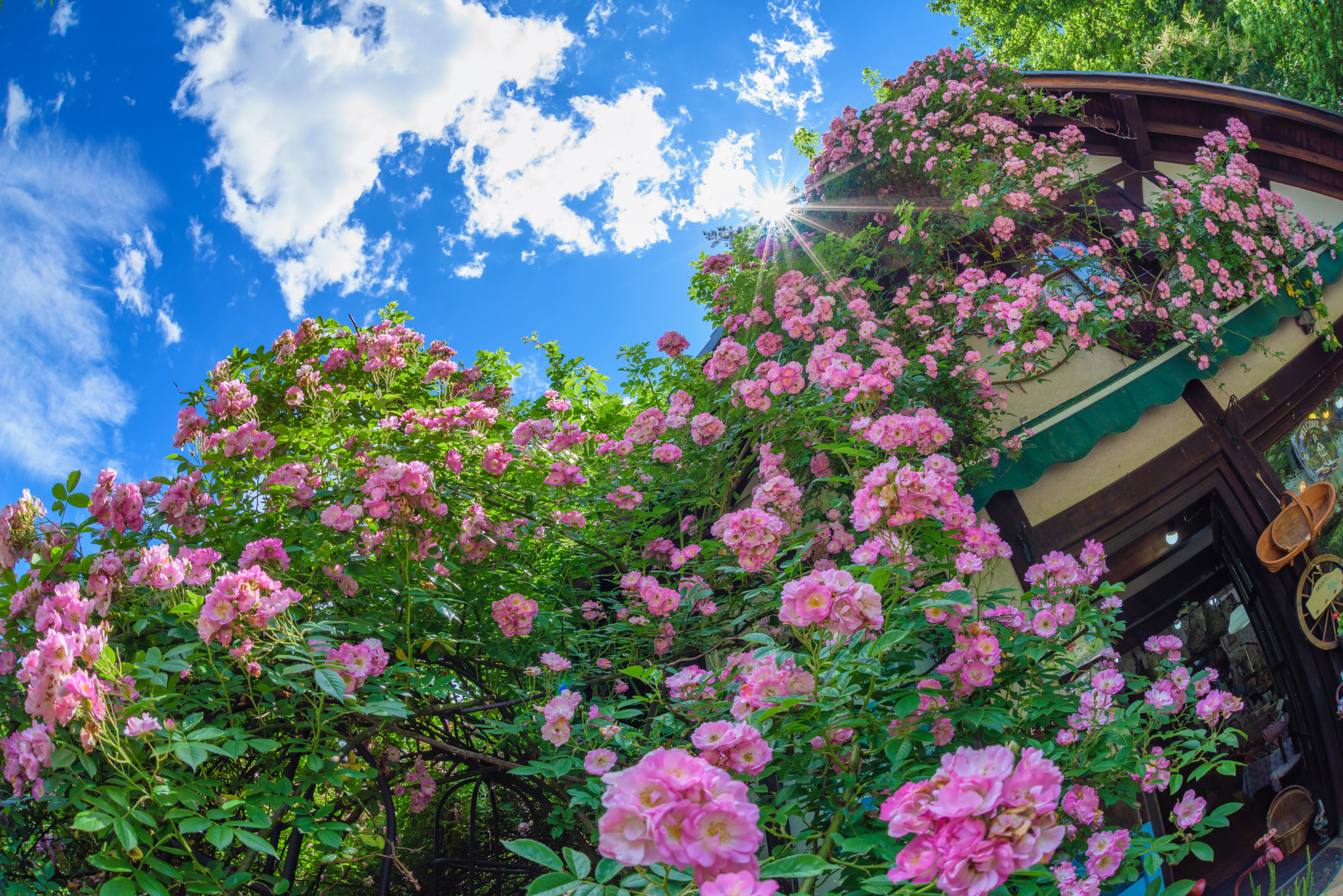 Nikon D810 + Sigma 15mm F2.8 EX DG Diagonal Fisheye sample photo. Rose house photography