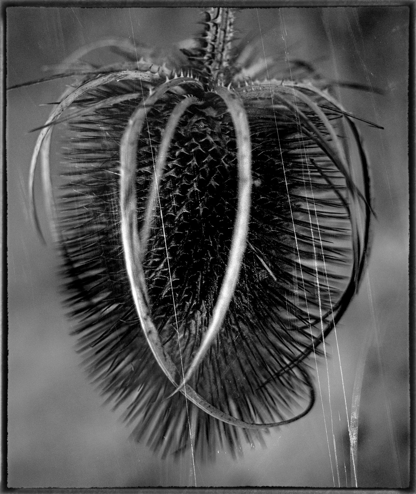 Canon EF 24mm F2.8 IS USM sample photo. Honesty seed head photography