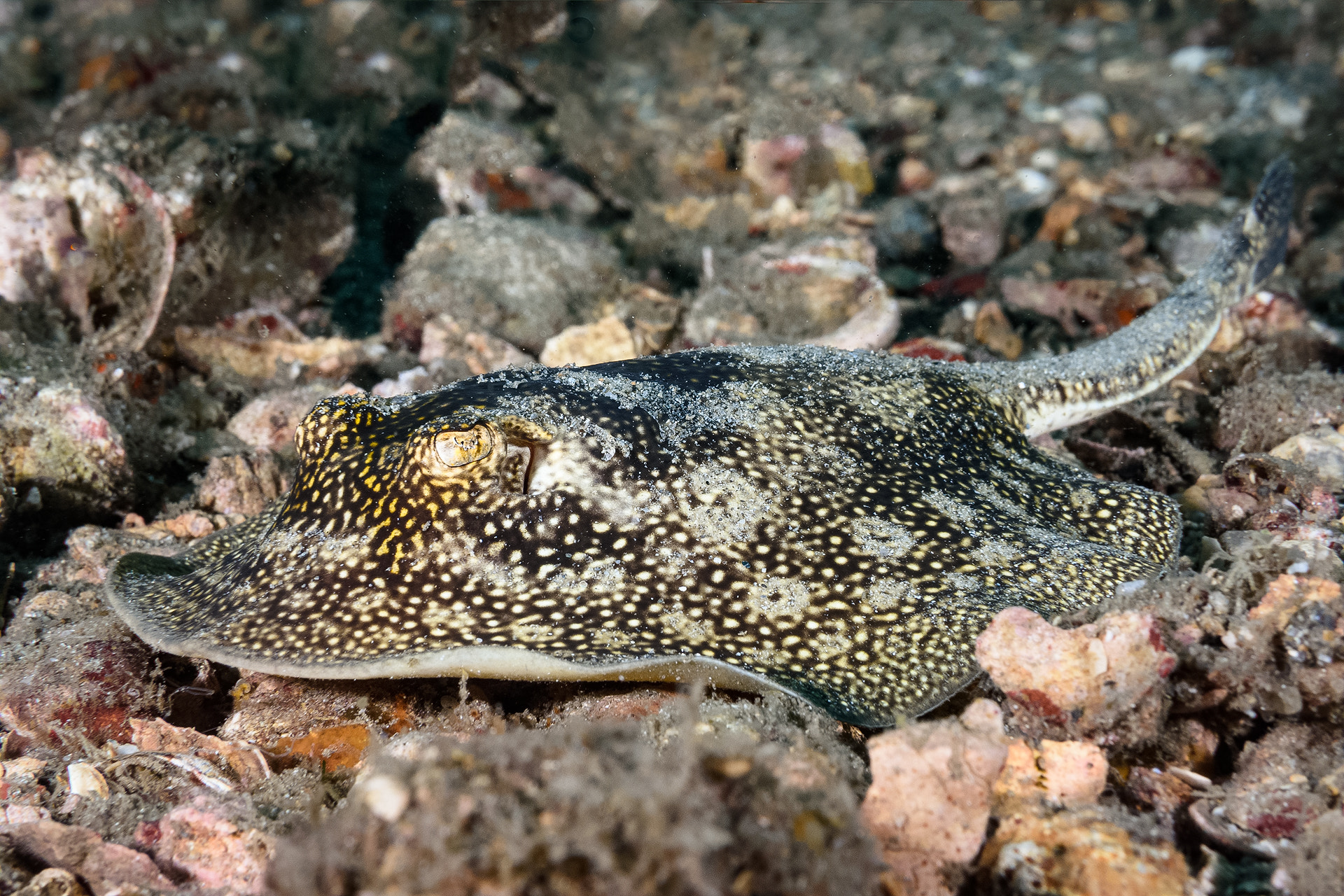 Nikon AF-S Micro-Nikkor 60mm F2.8G ED sample photo. Yellow stingray photography