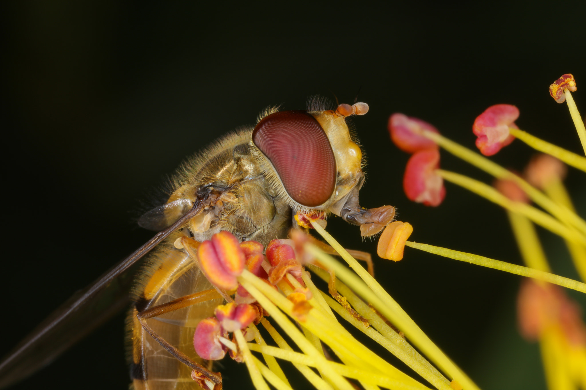 Canon EOS 5DS R + Canon MP-E 65mm F2.5 1-5x Macro Photo sample photo. Photo macro small wasp photography