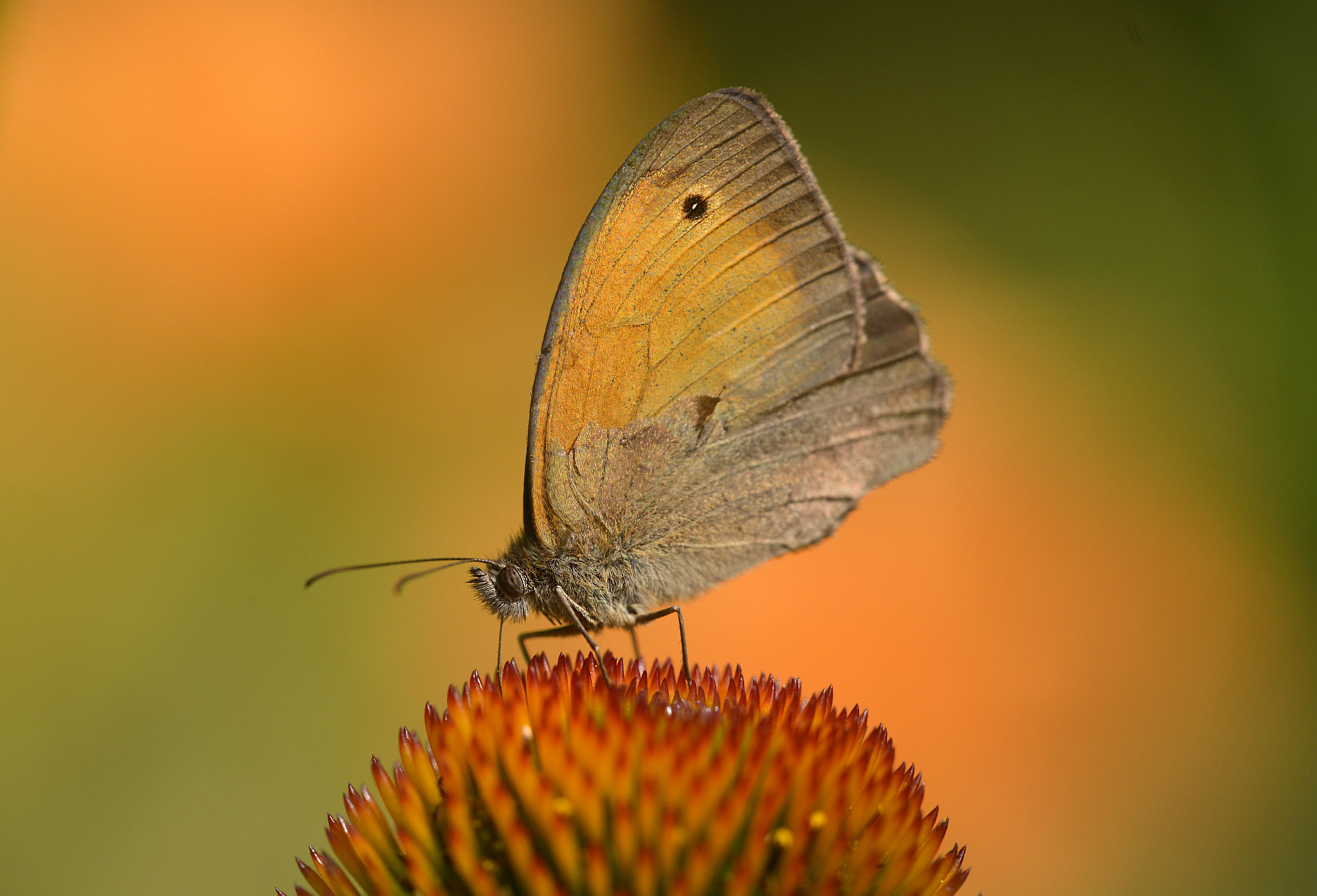Sigma 150mm F2.8 EX DG Macro HSM sample photo. Orange vs green photography