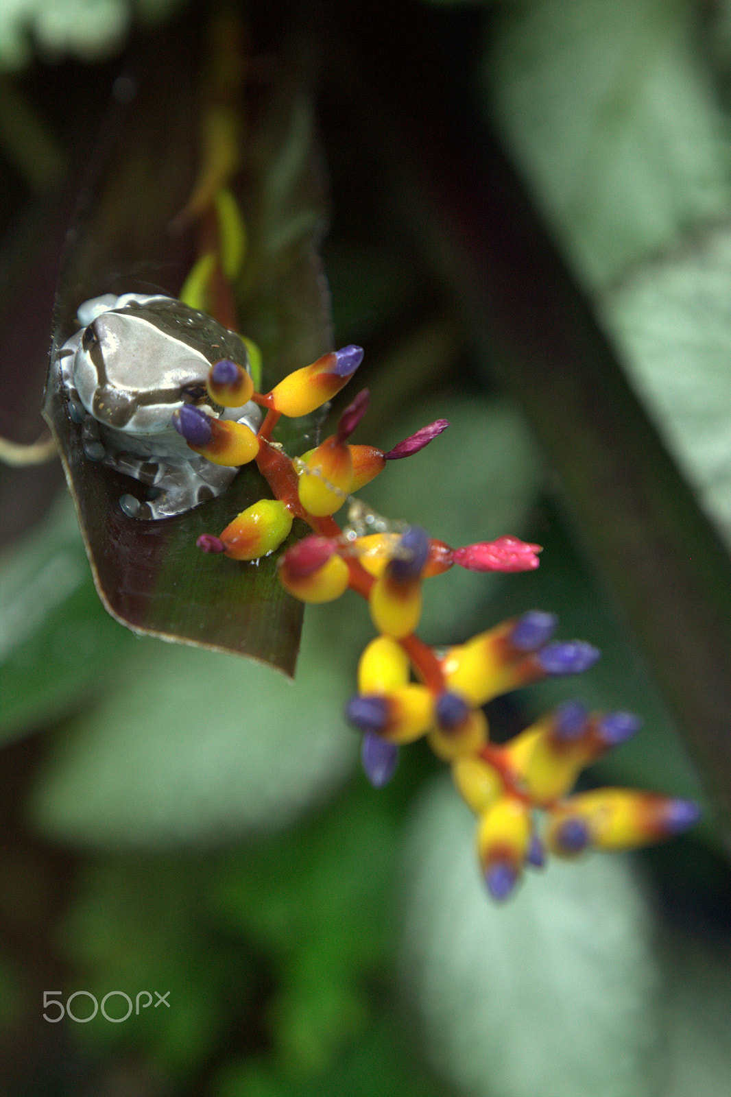 Canon EOS 500D (EOS Rebel T1i / EOS Kiss X3) sample photo. Hidden behind flowers photography