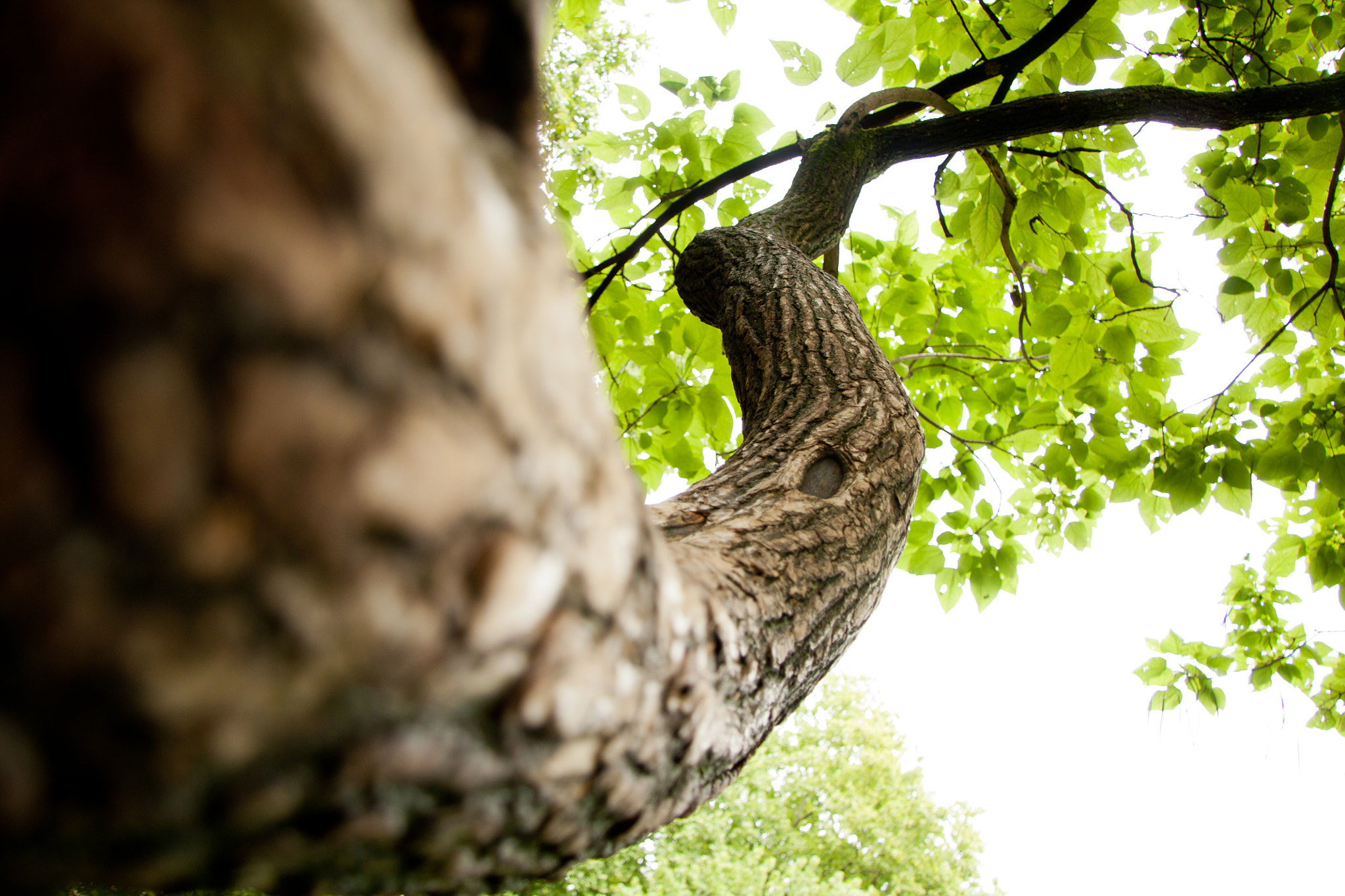 Canon EF-S 17-85mm F4-5.6 IS USM sample photo. Tree of life photography