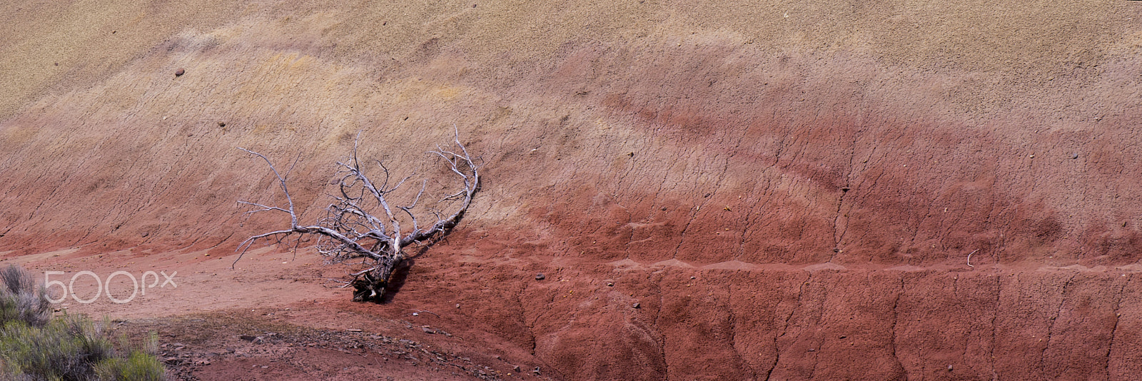 Sony a7R + Sony Vario-Tessar T* E 16-70mm F4 ZA OSS sample photo. Tree & dune photography