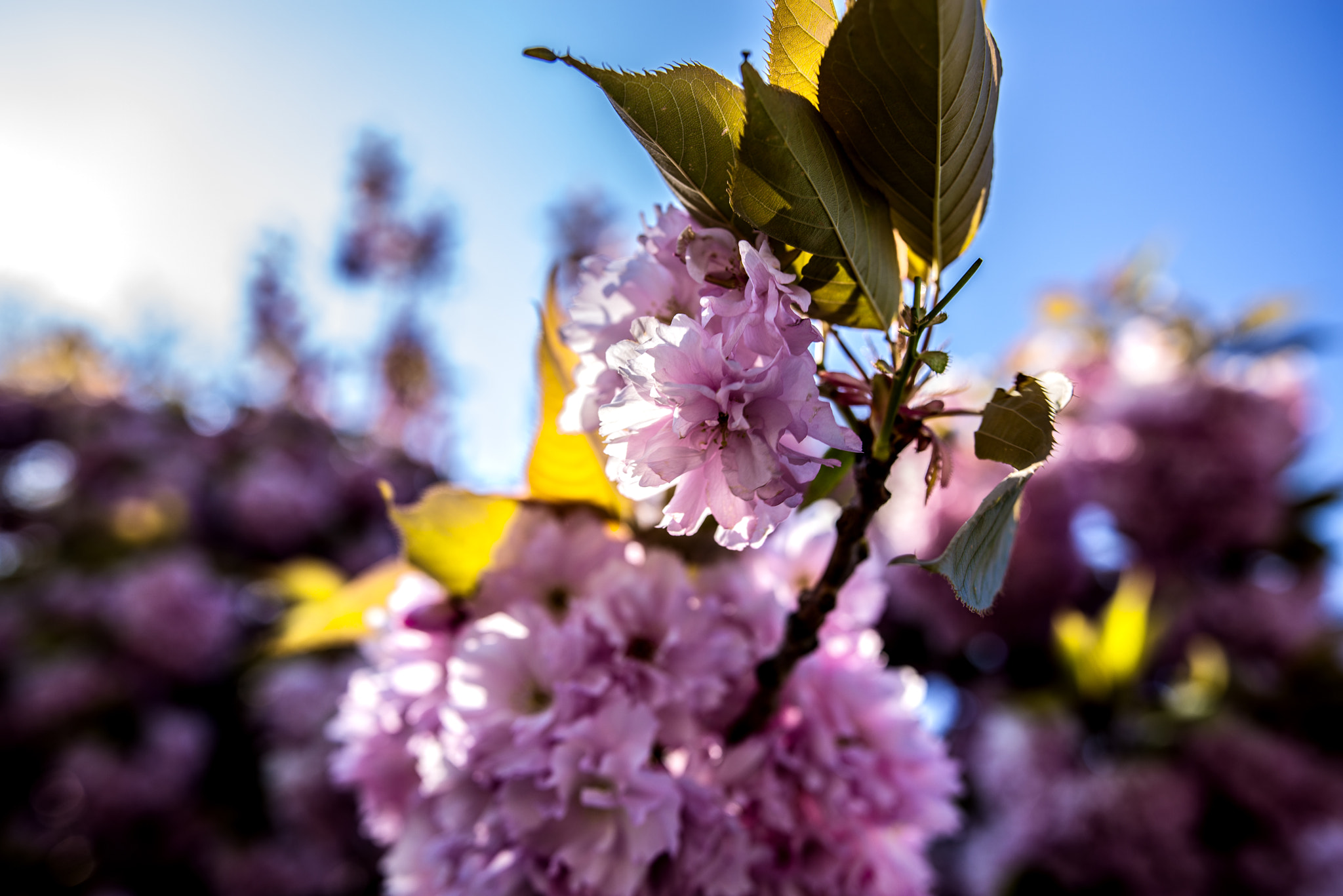 Nikon AF-S Nikkor 200-400mm F4G ED-IF VR sample photo. Sunny day photography