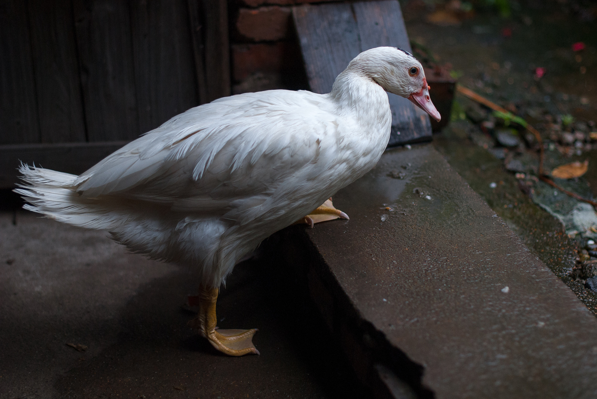 Nikon D200 + Nikon AF-S Nikkor 50mm F1.4G sample photo. Naive duck photography