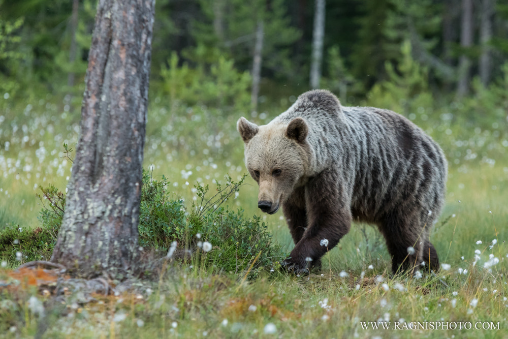 Sigma 70-200mm F2.8 EX DG OS HSM sample photo. Brown bear photography