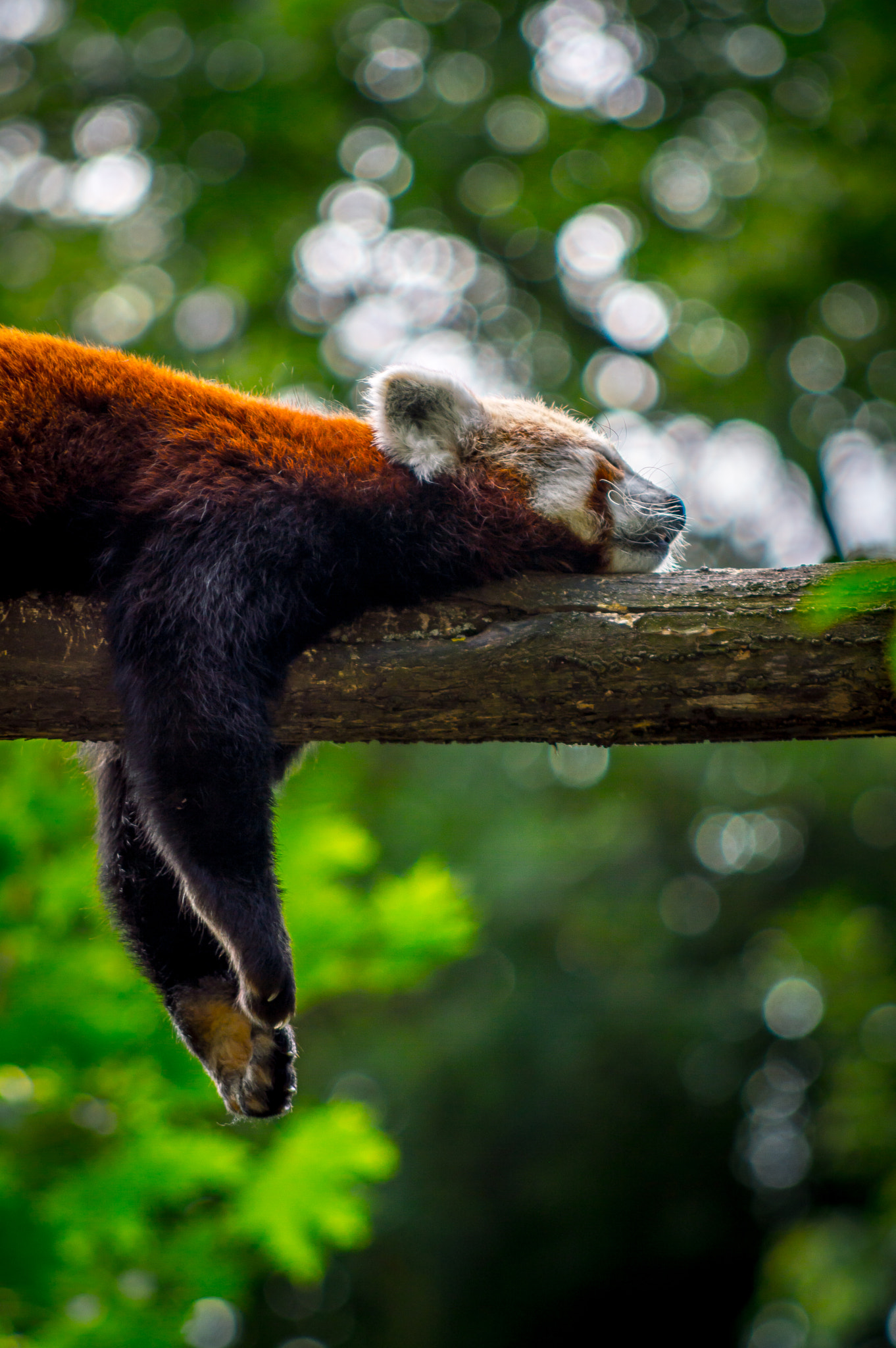 Nikon D3200 + AF Nikkor 70-210mm f/4-5.6 sample photo. Red panda ii. photography