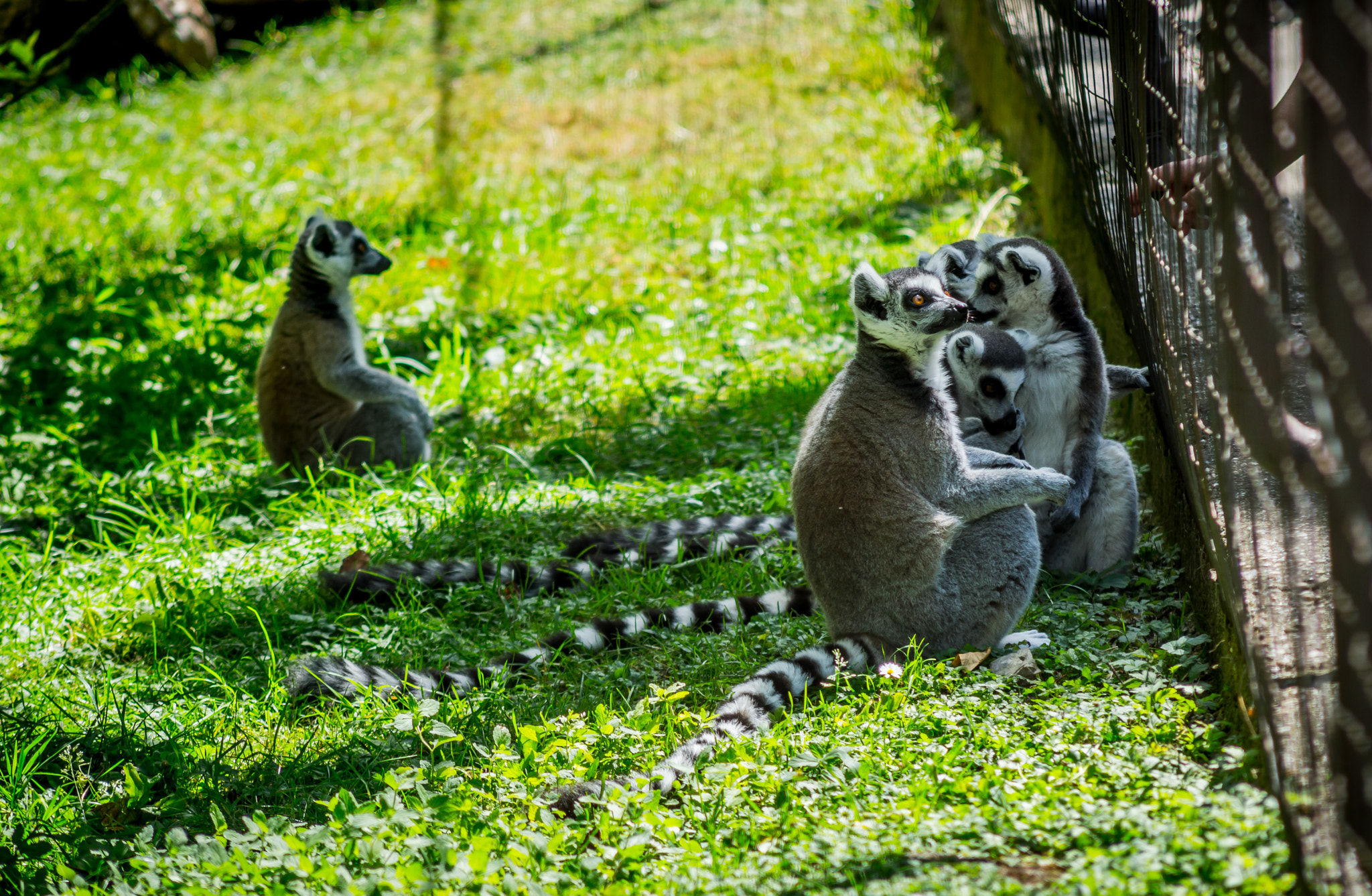 Nikon D3200 + AF Nikkor 70-210mm f/4-5.6 sample photo. Ring tailed lemurs photography