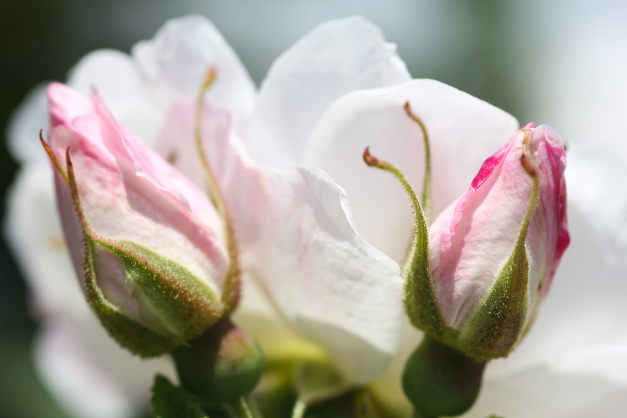 Canon EOS 60D + Sigma 105mm F2.8 EX DG Macro sample photo. The twins - les jumelles photography