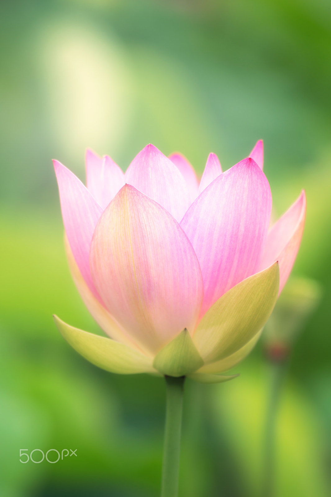 Sigma 150mm F2.8 EX DG OS Macro HSM sample photo. Blooming lotus photography