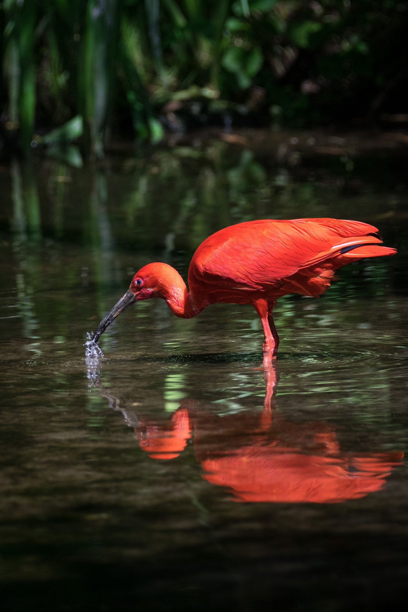 Sigma 150-600mm F5-6.3 DG OS HSM | C sample photo. Scarlet ibis photography