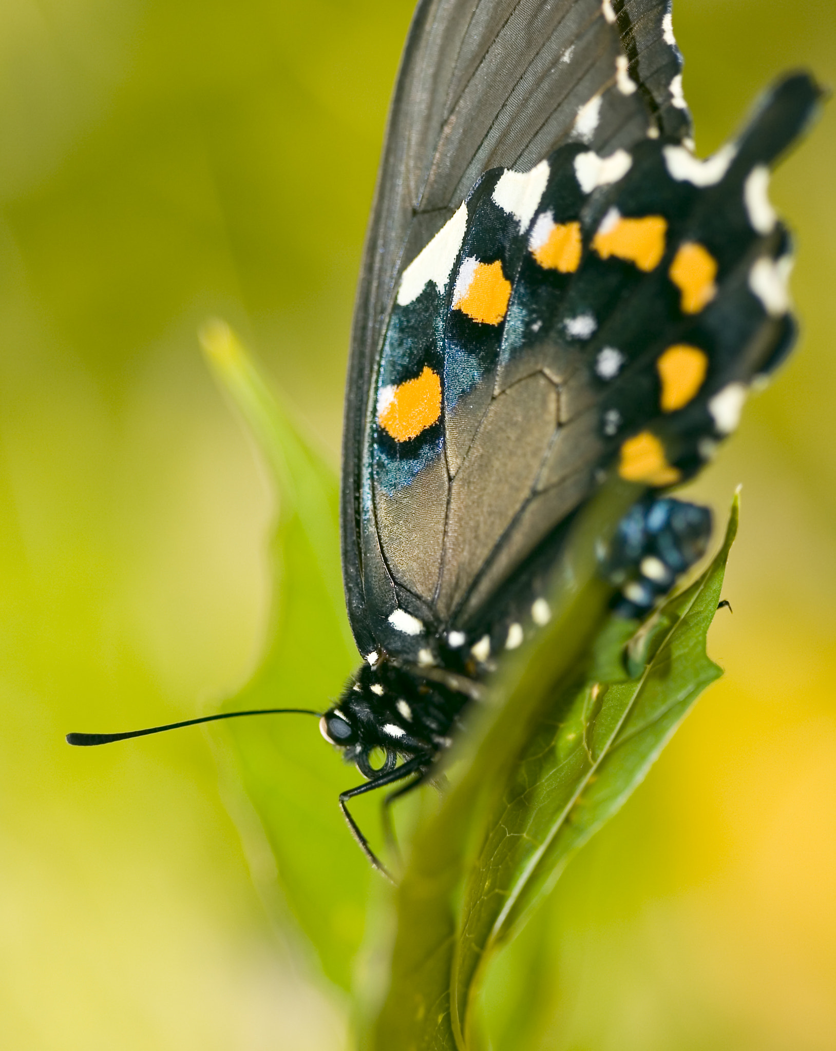Canon EF 100mm F2.8 Macro USM sample photo. Butterfly closeup photography