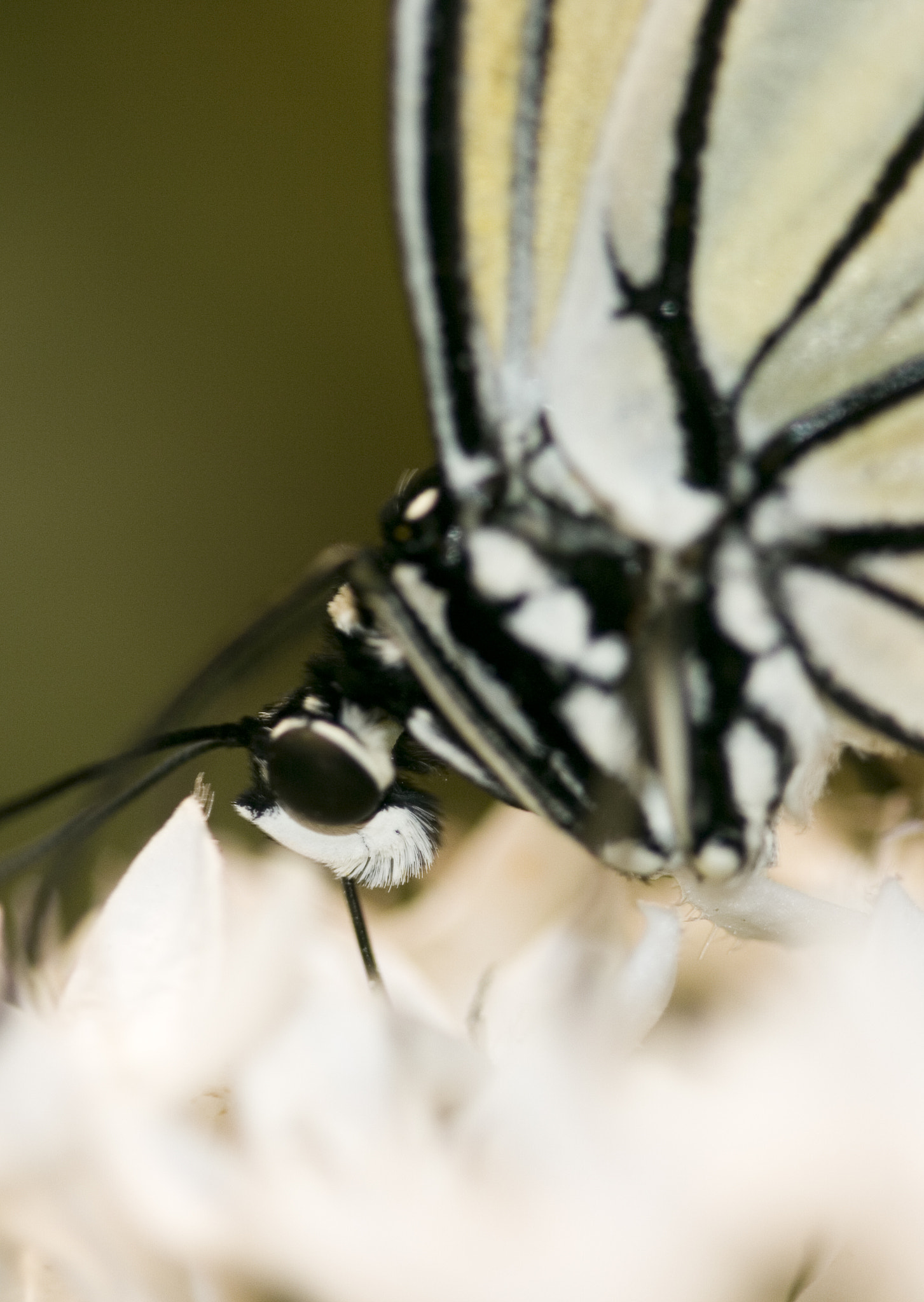 Canon EF 100mm F2.8 Macro USM sample photo. Butterfly closeup photography