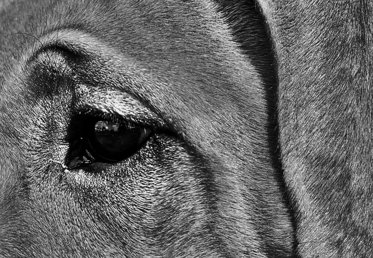 Tamron SP AF 70-200mm F2.8 Di LD (IF) MACRO sample photo. Dog photography