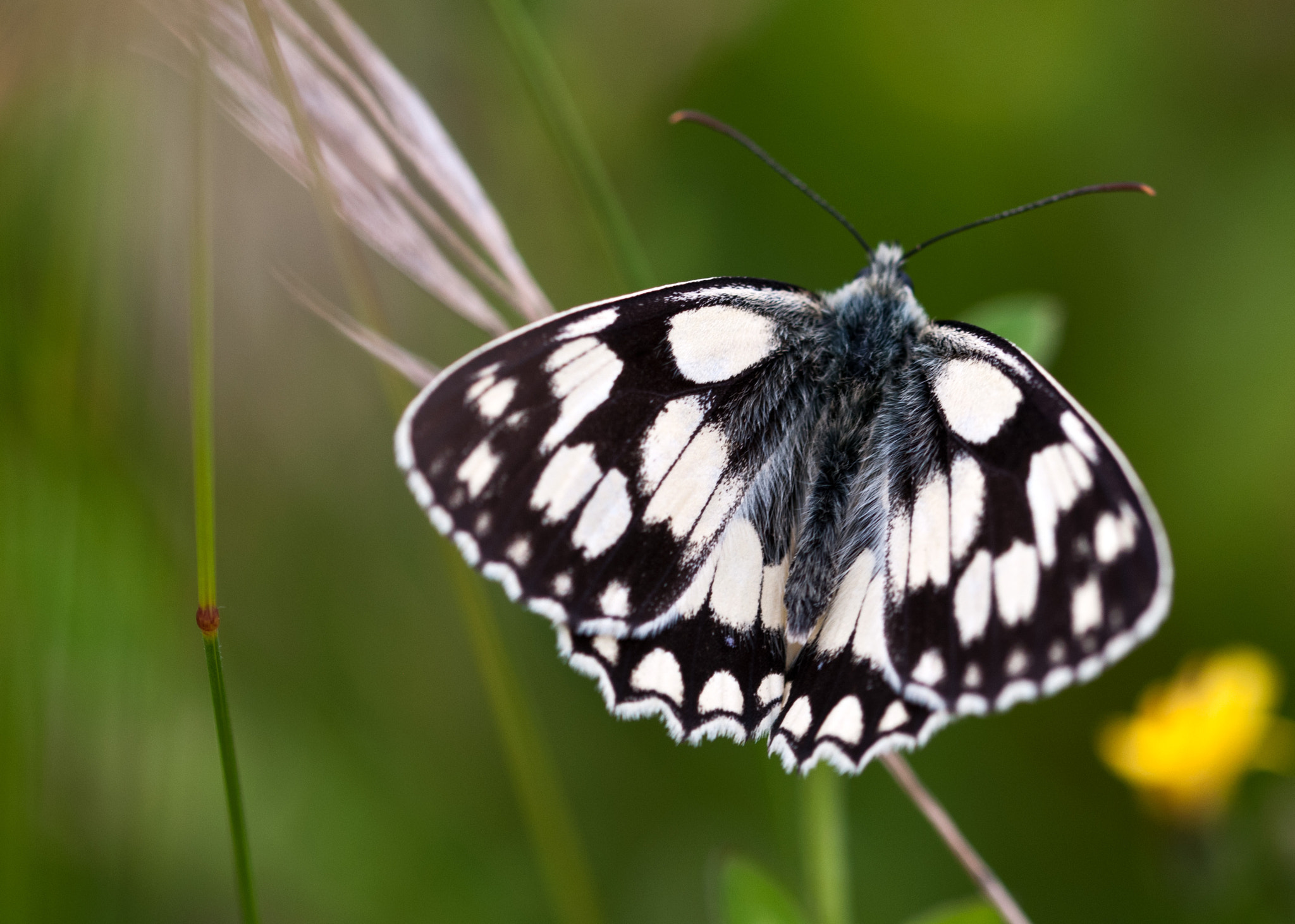 Sigma 105mm F2.8 EX DG OS HSM sample photo. Marbled white photography