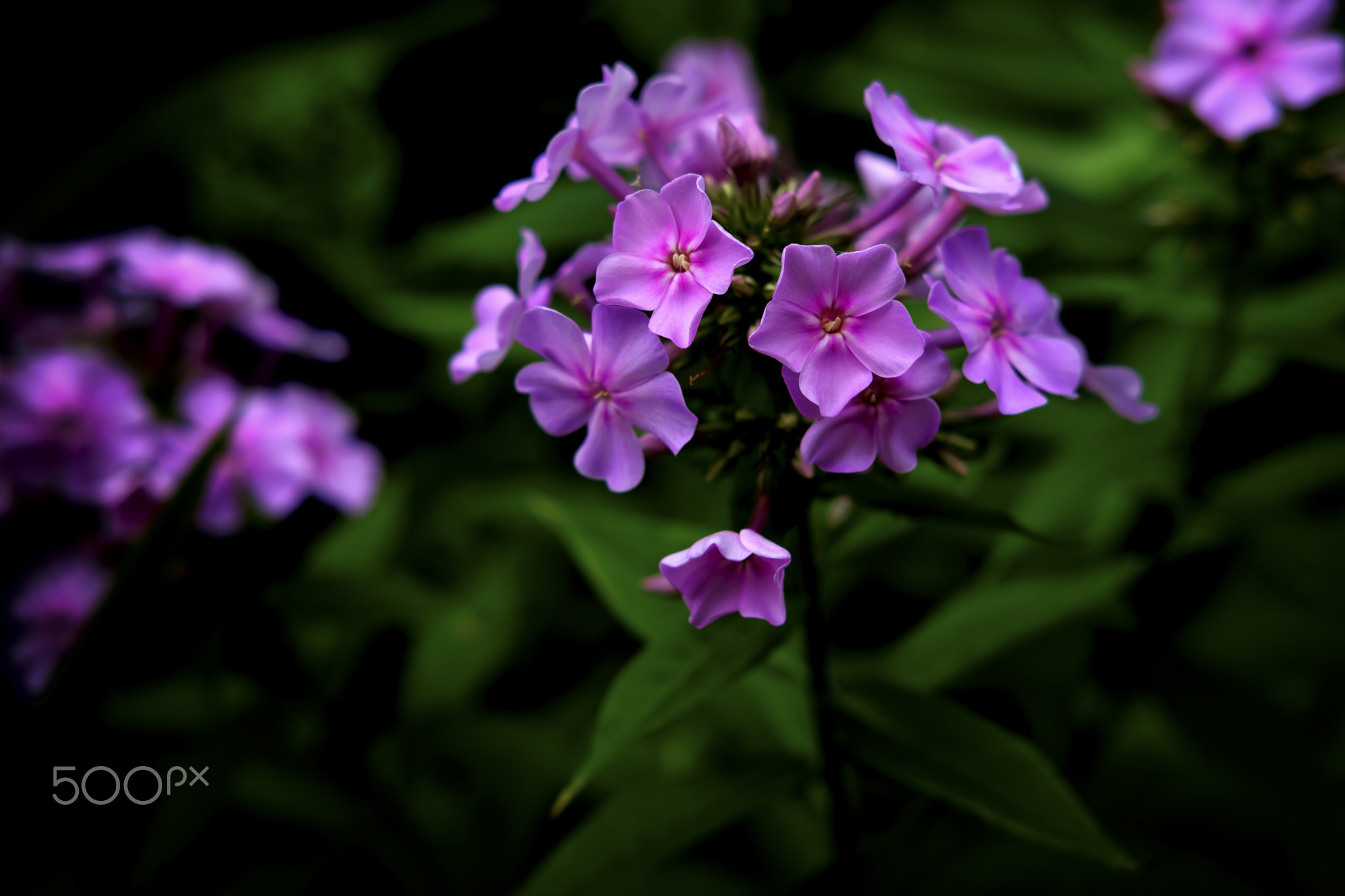 flowers , fujifilm x-pro2 velvia