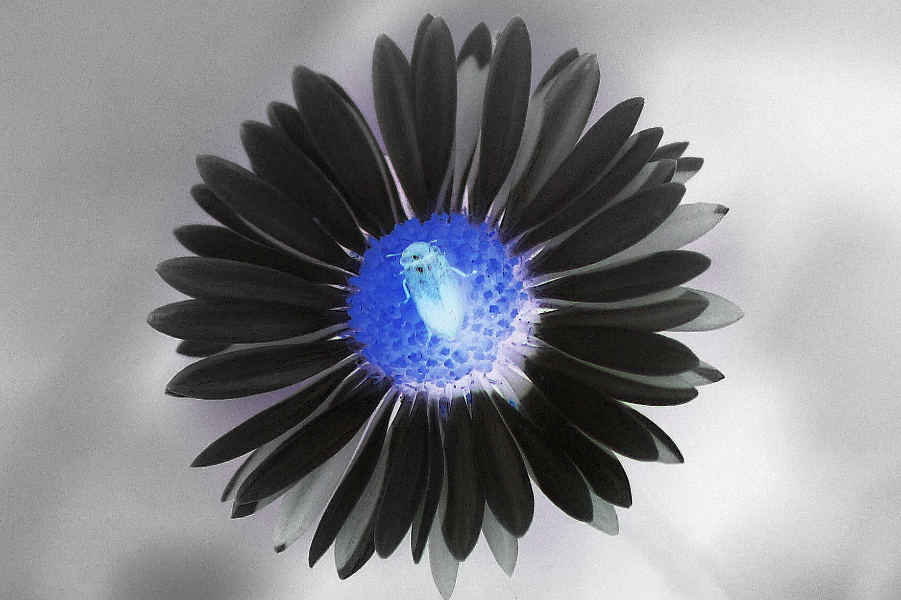 Sigma 70-300mm F4-5.6 APO DG Macro sample photo. Dark flower photography