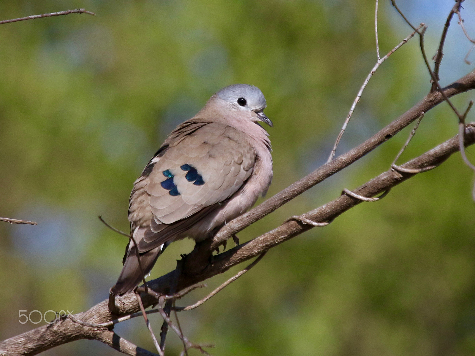 Canon EF 100-400mm F4.5-5.6L IS USM sample photo. Emerald-spotted wood dove photography