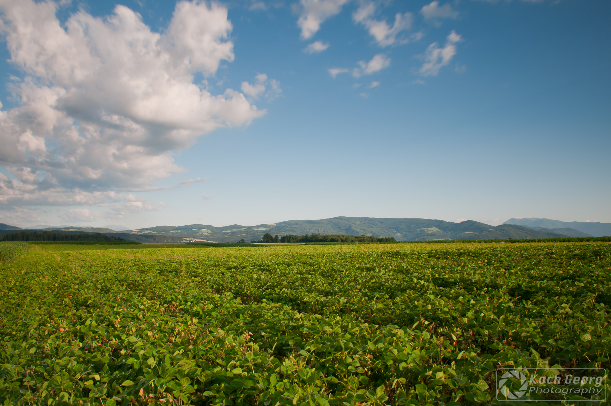 Nikon D90 + Sigma 18-50mm F2.8-4.5 DC OS HSM sample photo. Pea-field photography