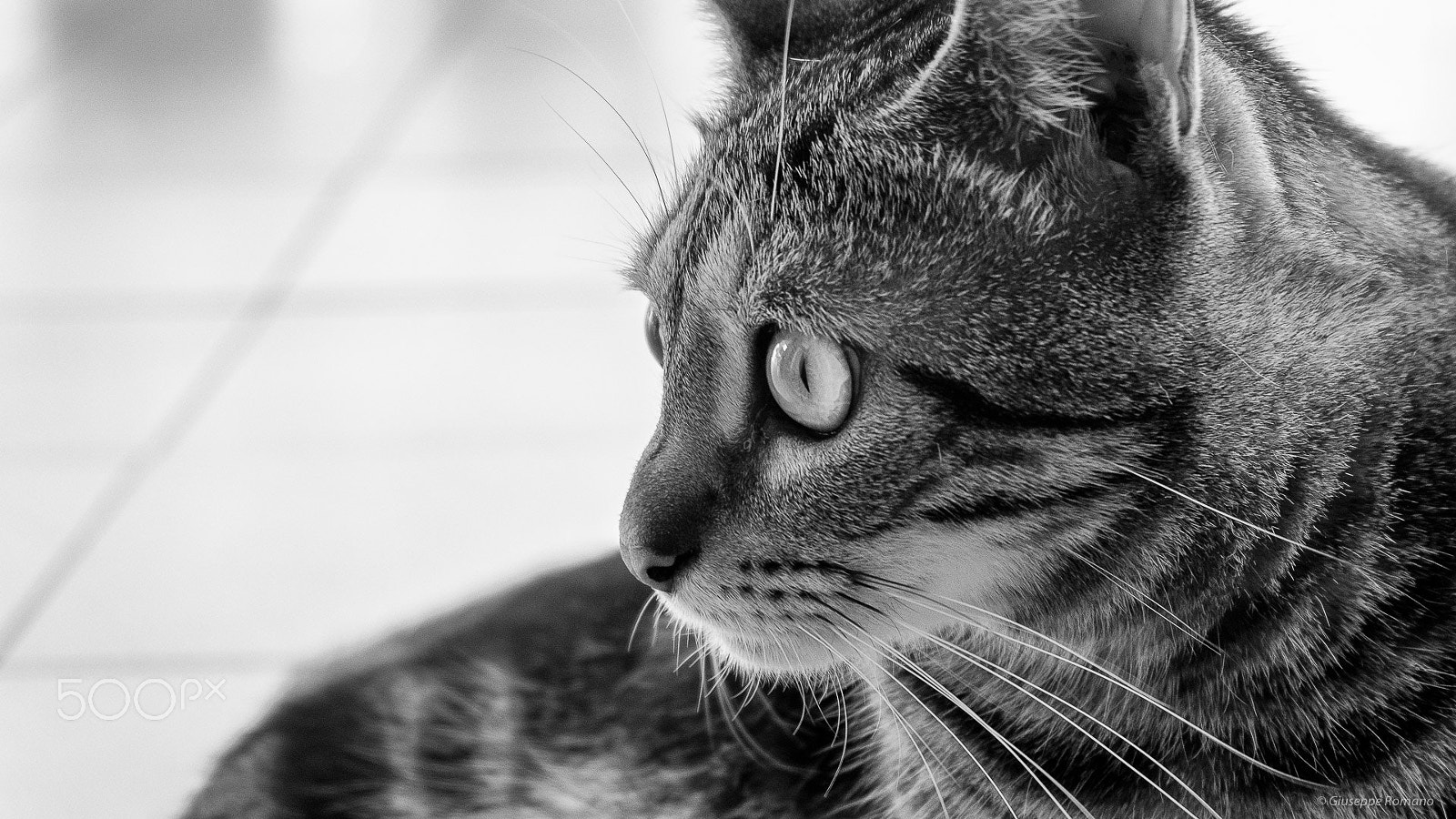 Fujifilm X-M1 + Fujifilm XC 16-50mm F3.5-5.6 OIS II sample photo. Maya photography