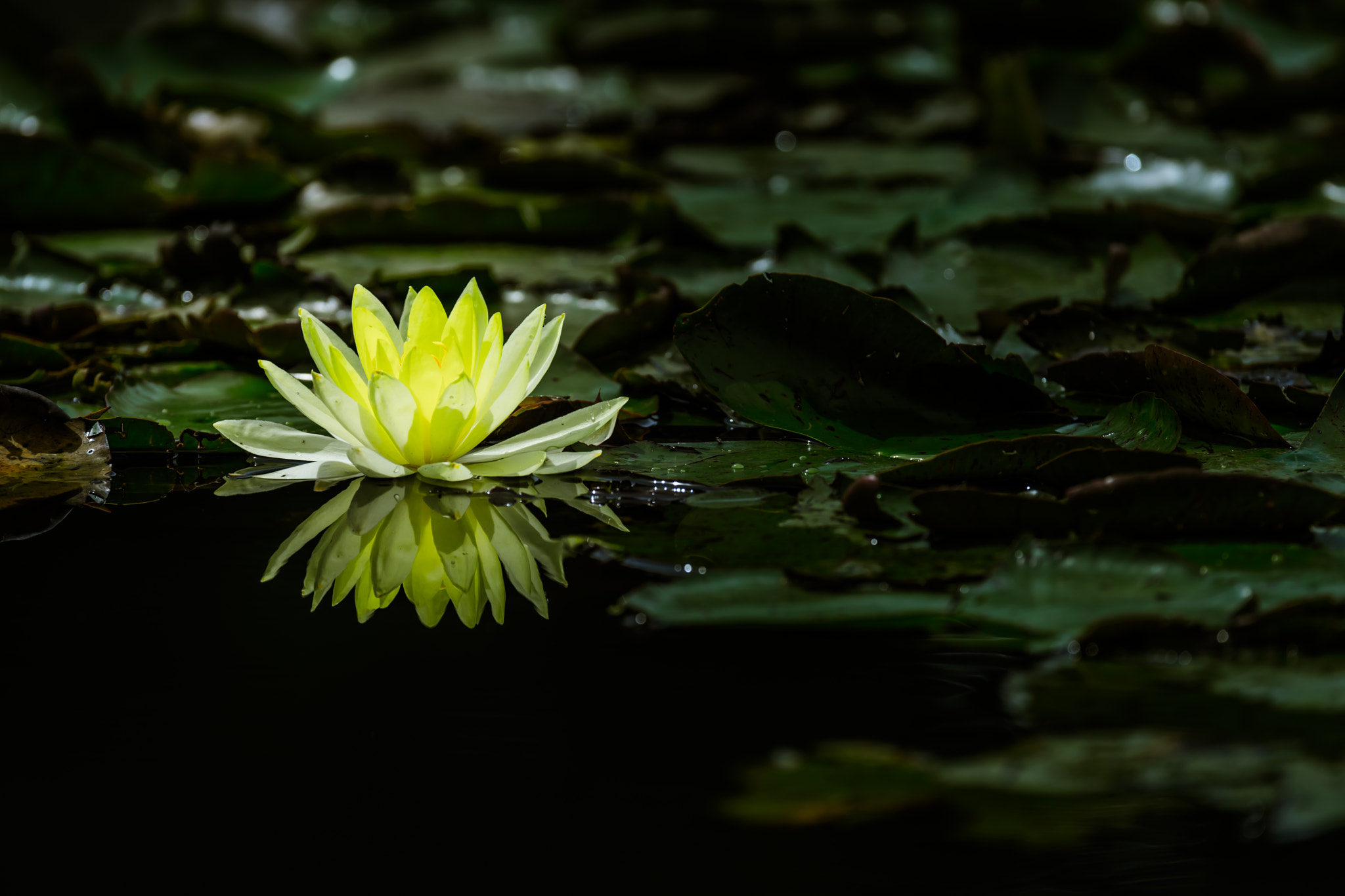 Sony a7 II + Sony 70-300mm F4.5-5.6 G SSM sample photo. Water lily photography
