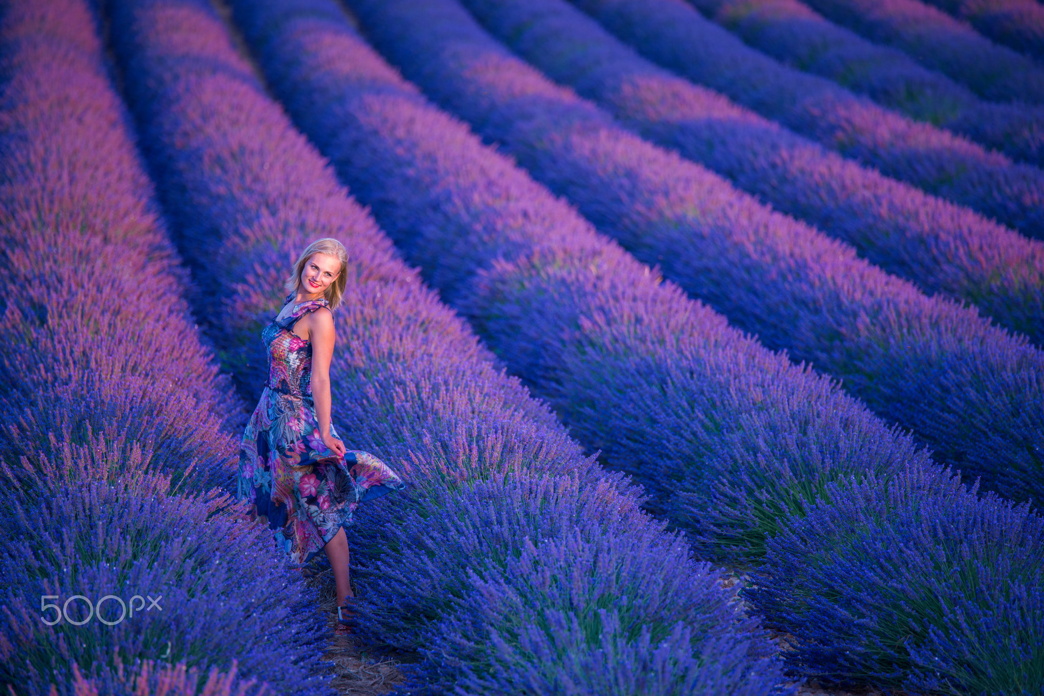 Lavender Season