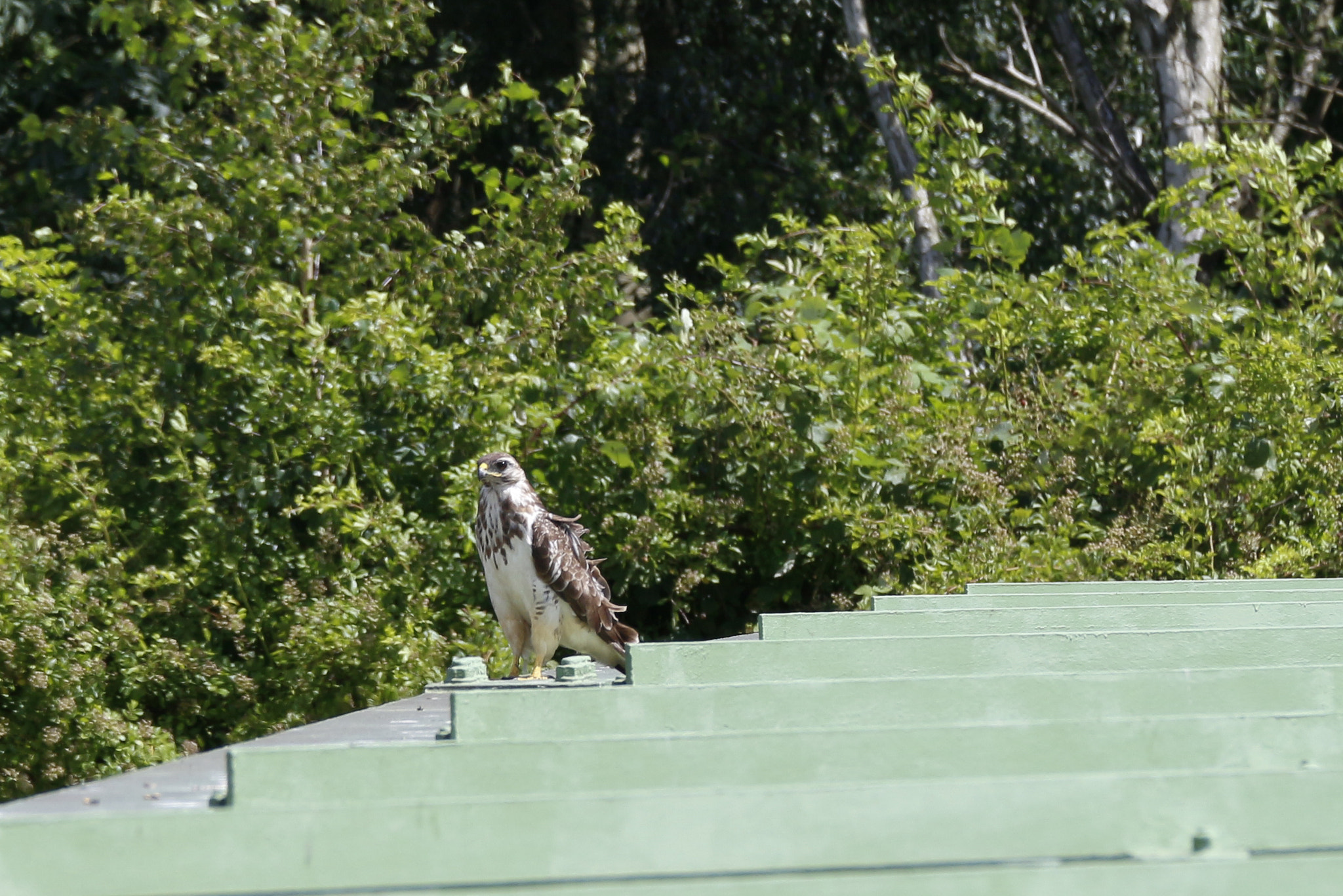 Canon EOS M sample photo. Greifvogel photography