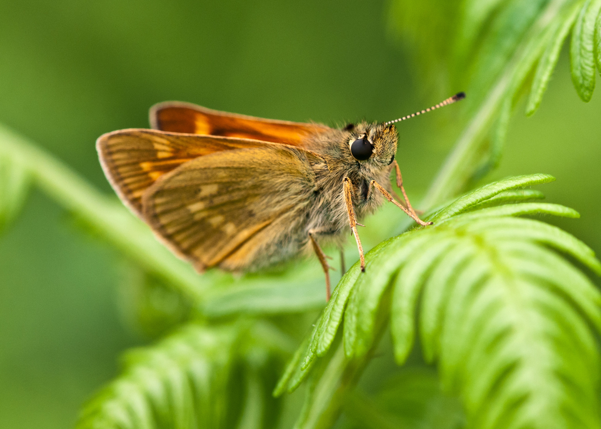 Sigma 105mm F2.8 EX DG OS HSM sample photo. Large skipper photography