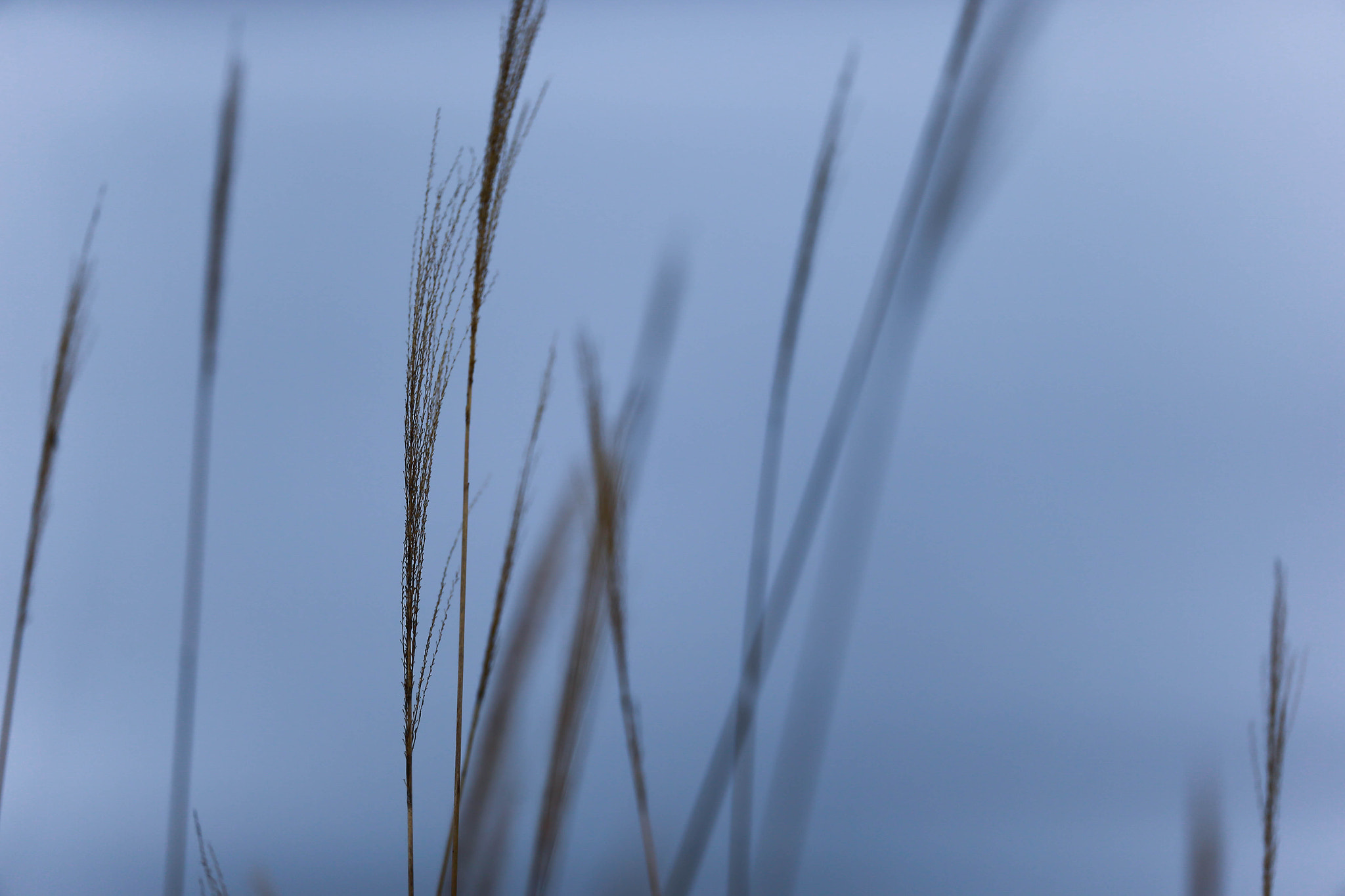 Canon EOS-1D X + Canon EF 200mm F2L IS USM sample photo