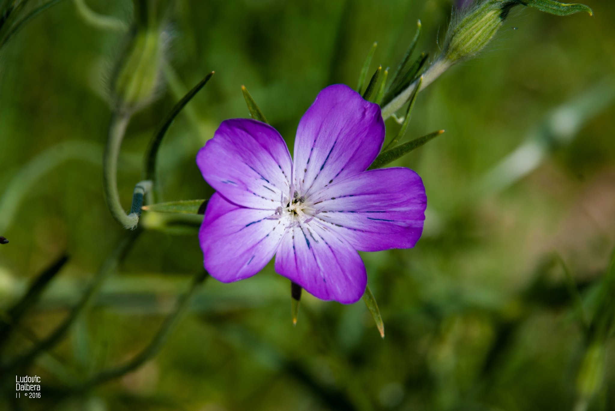 Nikon D40X sample photo. Purpleflower photography