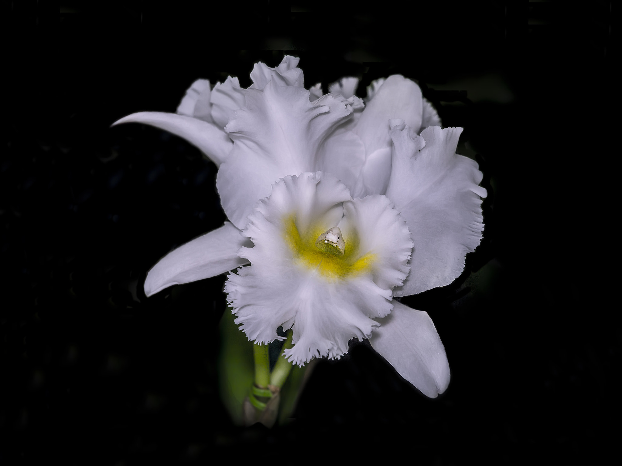 Olympus Zuiko Digital ED 12-60mm F2.8-4.0 SWD sample photo. OrquÍdea  cattleya. photography