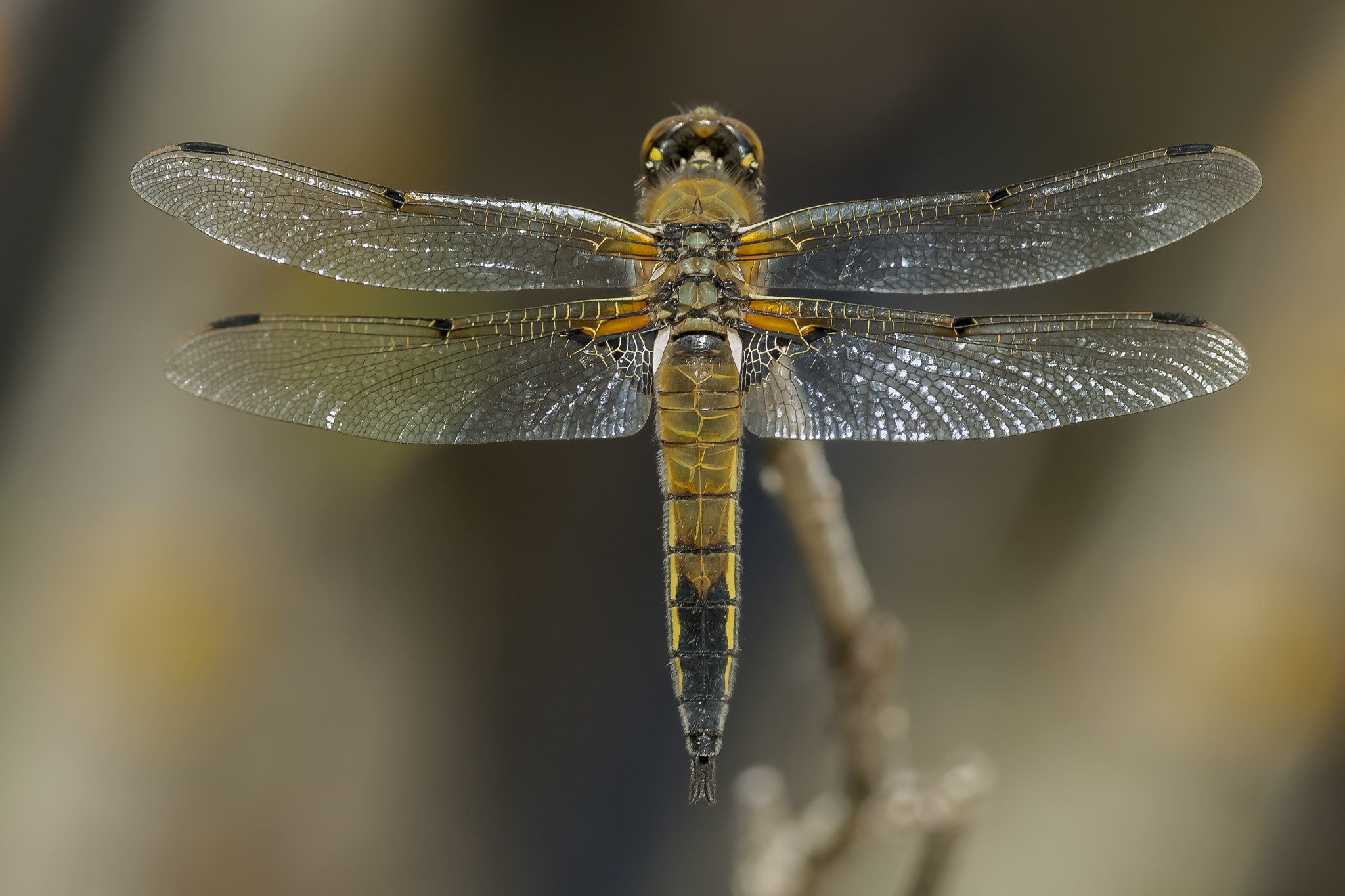 Nikon D2Xs sample photo. 

♀ libellula quadrimaculata photography