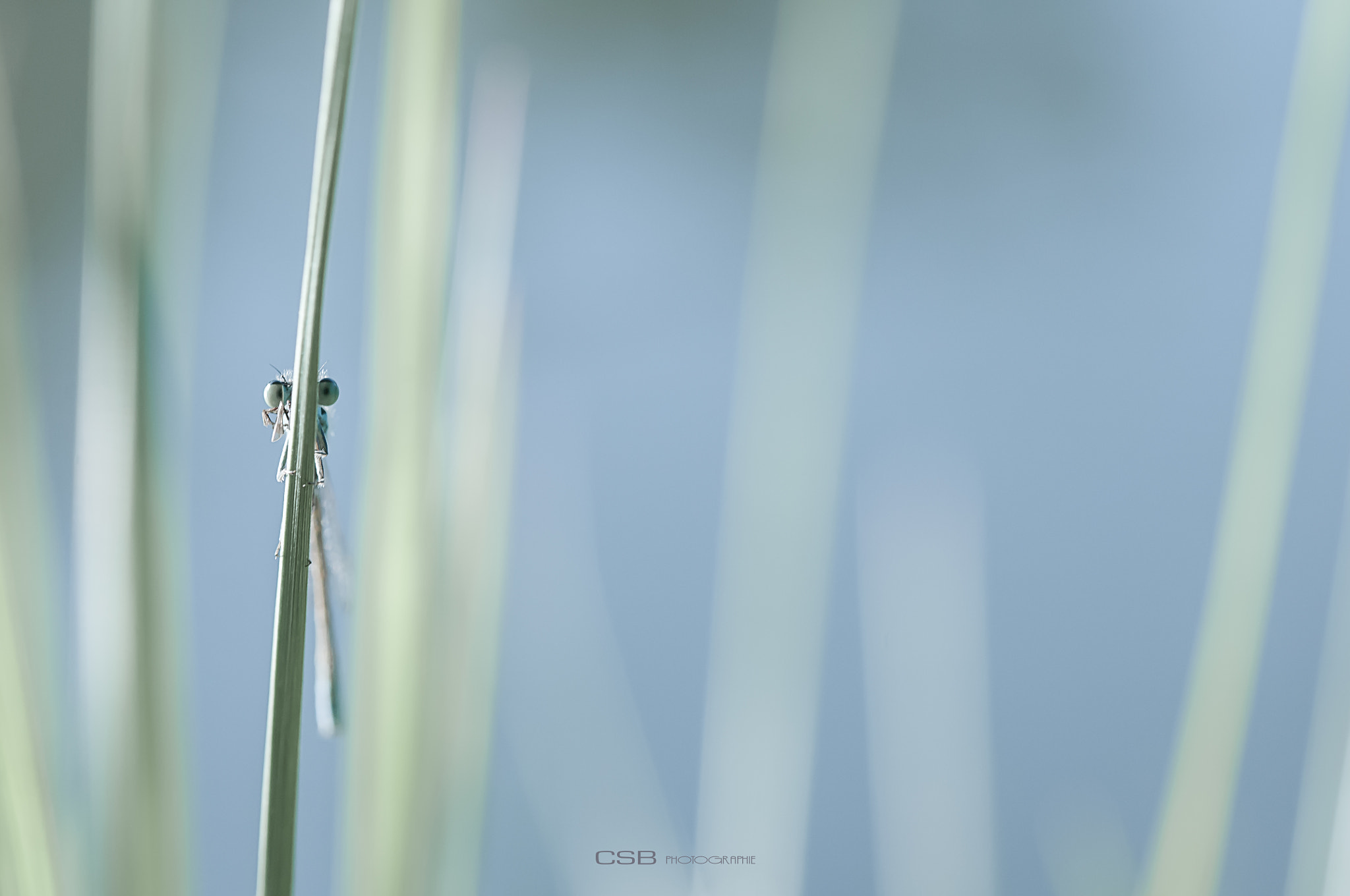 Sigma 105mm F2.8 EX DG OS HSM sample photo. Agrion photography