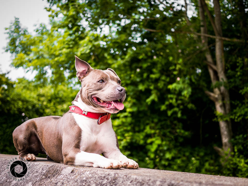 Panasonic Lumix DMC-G7 + Panasonic Lumix G 20mm F1.7 ASPH sample photo. Staffordshire bull terrier photography