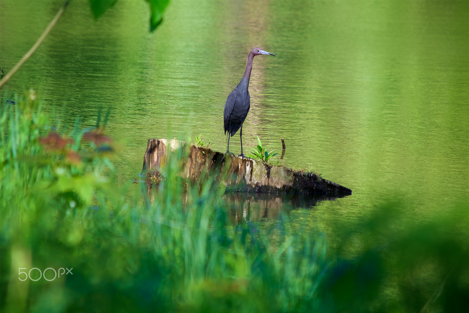 Canon EF 70-300mm F4-5.6 IS USM sample photo. Great blue heron photography
