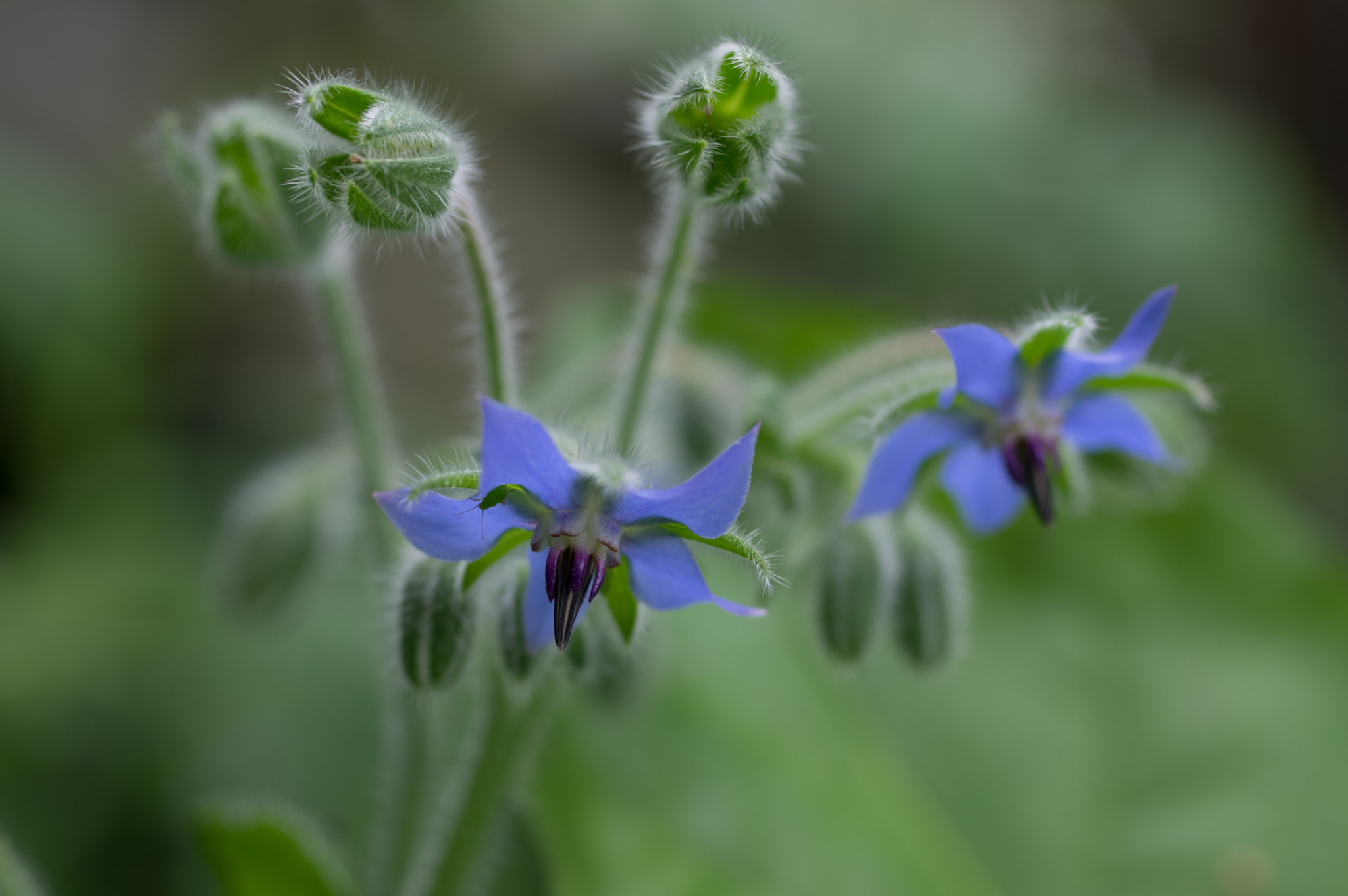 smc PENTAX-FA Macro 50mm F2.8 sample photo. Borage with aphid  photography