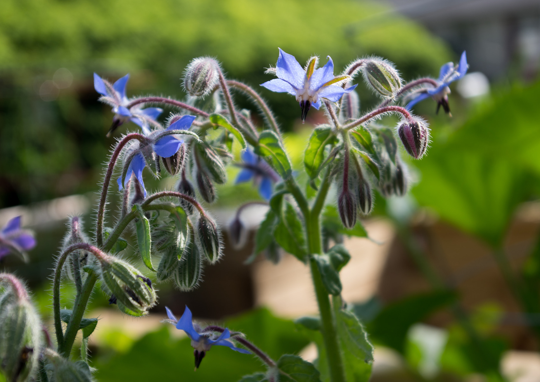 Pentax smc DA 18-55mm F3.5-5.6 AL sample photo. Borage full of blossoms photography