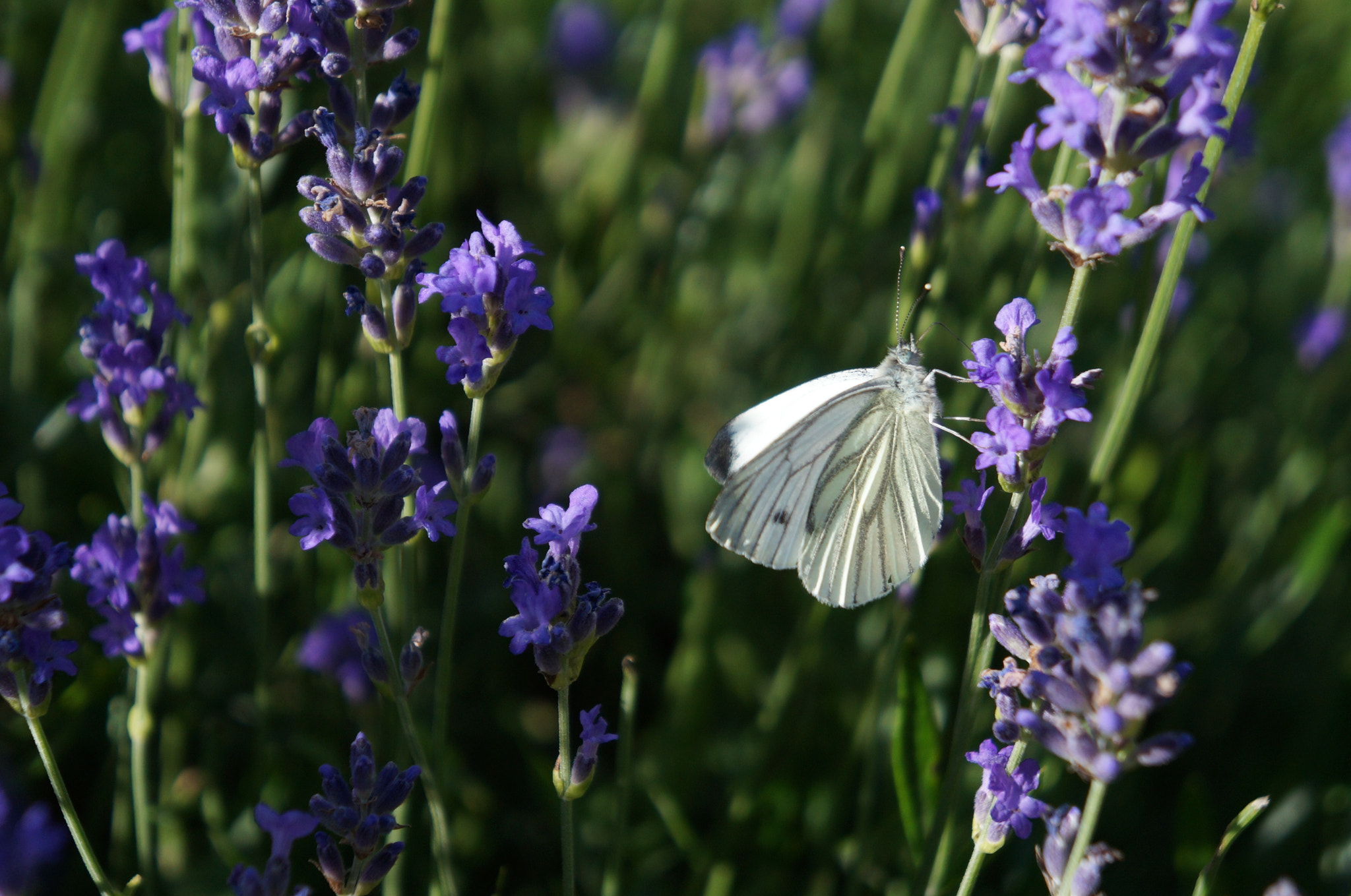 Sony Alpha NEX-F3 + Sony E 18-55mm F3.5-5.6 OSS sample photo. White butterfly on lavender. photography