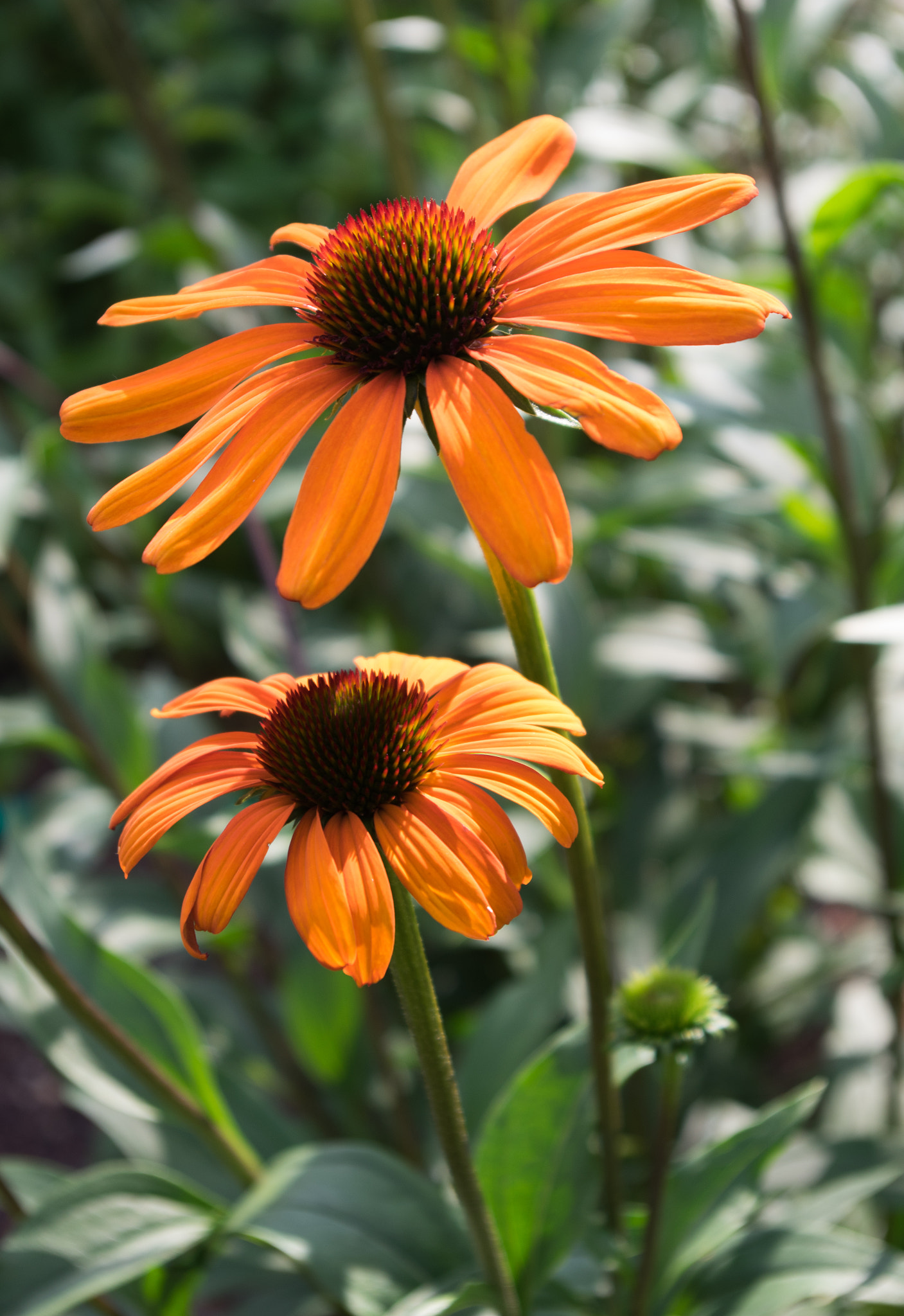 Pentax smc DA 18-55mm F3.5-5.6 AL sample photo. Echinacea photography
