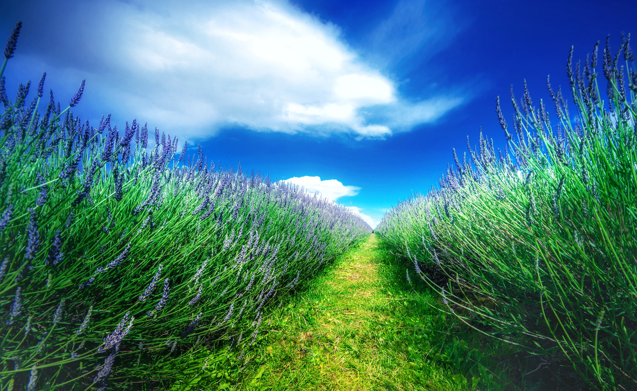 Sigma 8-16mm F4.5-5.6 DC HSM sample photo. English lavender photography