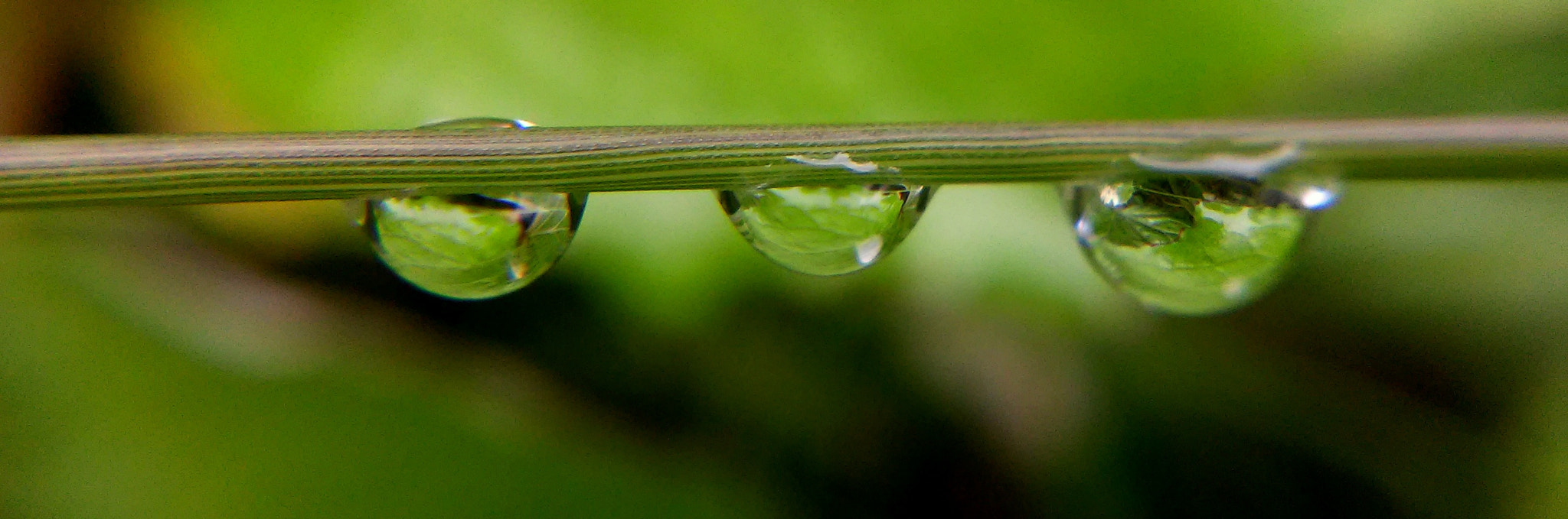 LG L90 sample photo. Blade of grass in the rain photography