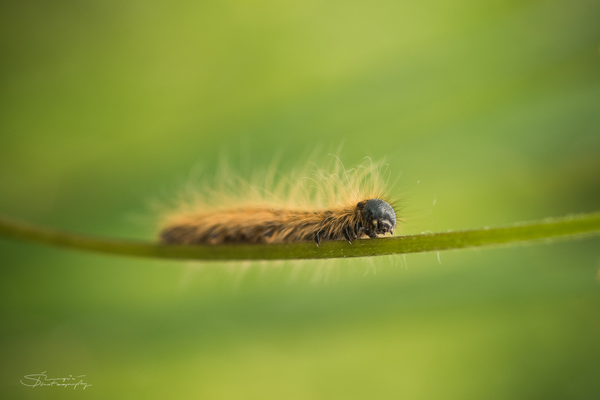 Nikon D750 + Sigma 50mm F2.8 EX DG Macro sample photo. Stz_5716.jpg photography