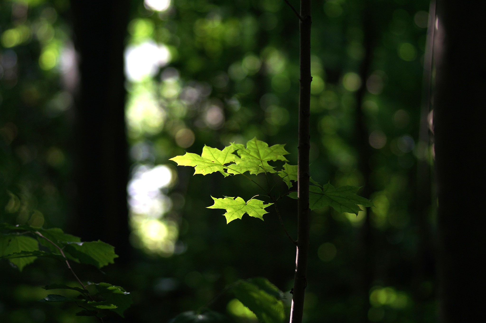 Sony SLT-A58 + Sony 85mm F2.8 SAM sample photo. Sun at leaves photography