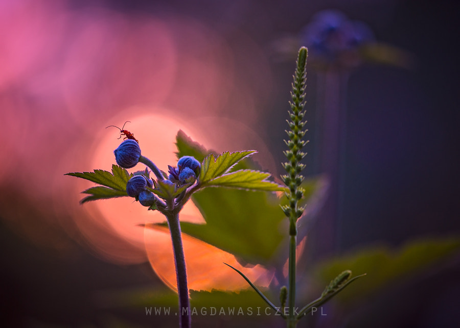 Sigma 150mm F2.8 EX DG Macro HSM sample photo. Alien in my garden photography