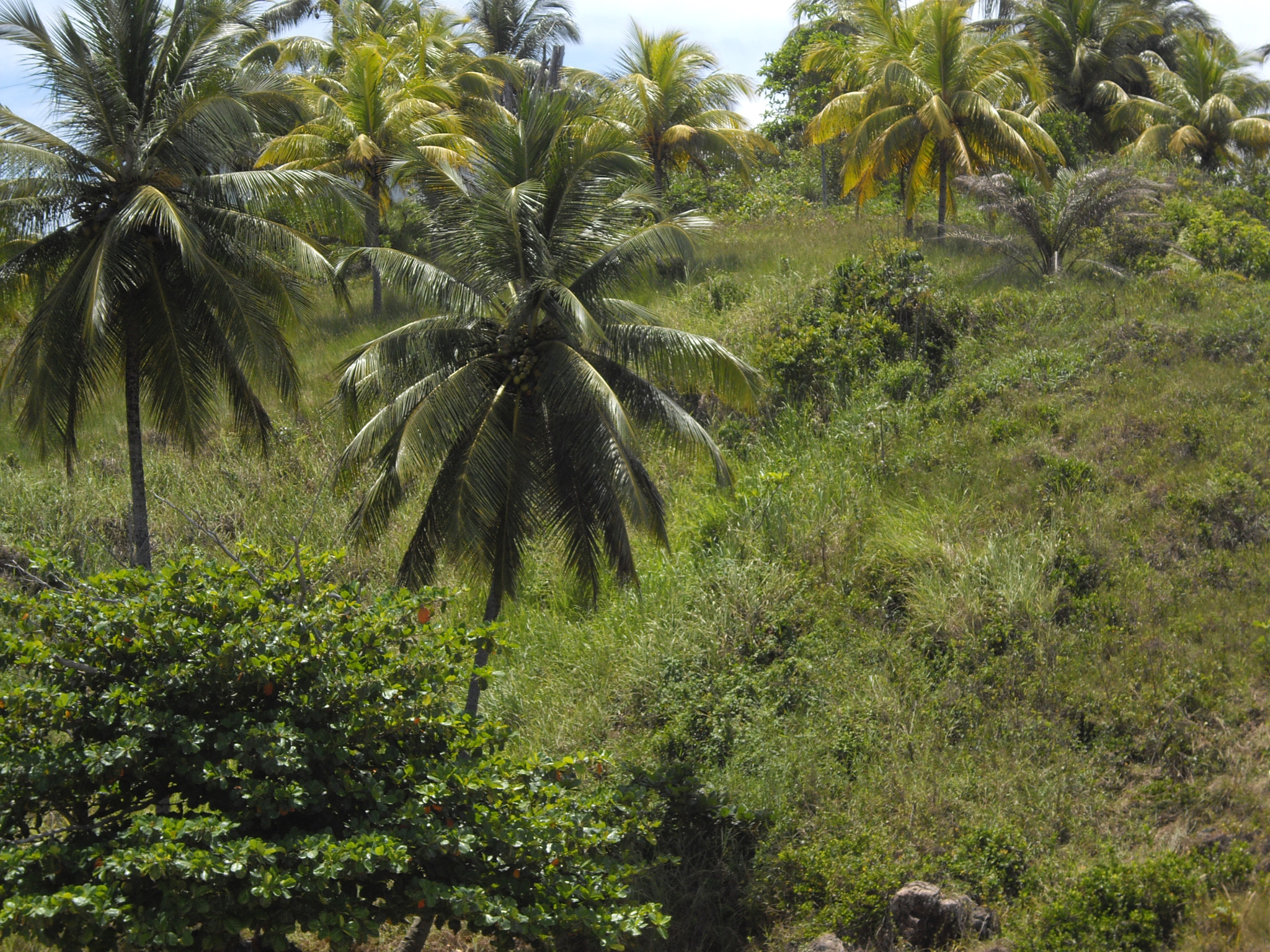 Pentax OPTIO A40 sample photo. Bahia photography